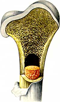 Schematische Darstellung Knocheninneres
