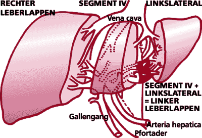 Abb. 1: Leberanatomie und Segmenteinteilung bzw. mögliche Transplantate